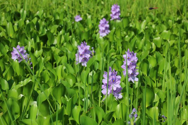 南投魚池~花茶香田園好風光~澀水田頂步道1026763