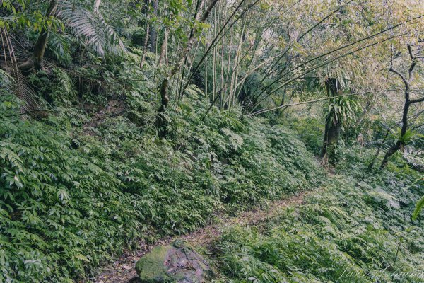 [新北]二格山2730201