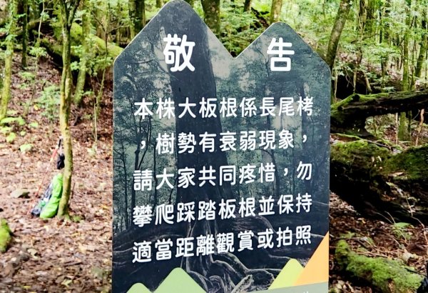 【中級山縱走】觀雪縱走（雪見大板根，仰天神木，北坑山，司馬限林道）2741246