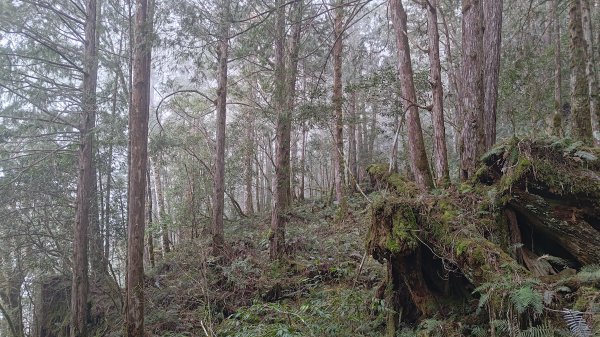 仙女散落的珍珠2723934