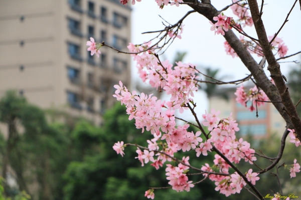 20160402~北投文化公園~33719