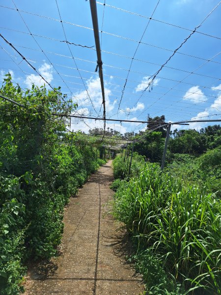 田中森林登山步道＋茶香步道＋赤水崎公園步道202508172862085