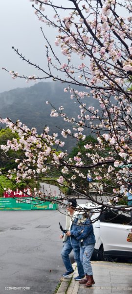 陽明山趴趴走 - 賞櫻花 3/72729251