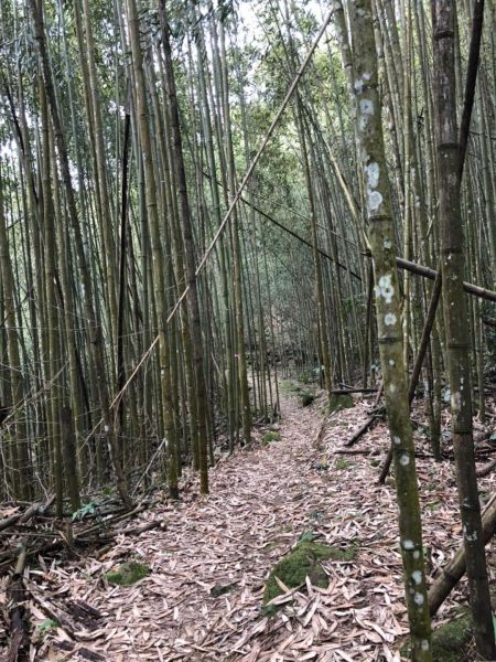 圓潭自然生態步道順走瑞水古道水社寮車站四天皇山289208