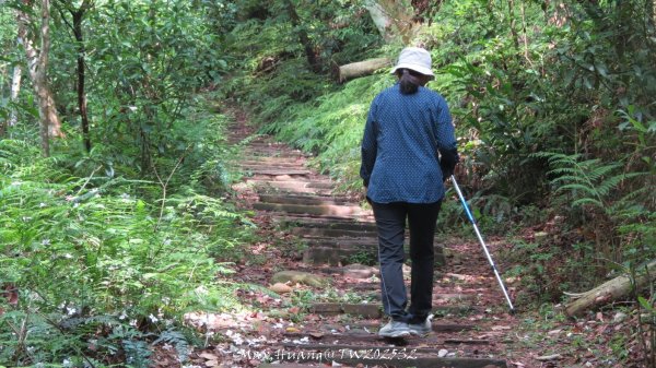 《苗栗》桐花茶園｜四月雪小徑登慈濟山三義山202504272771209