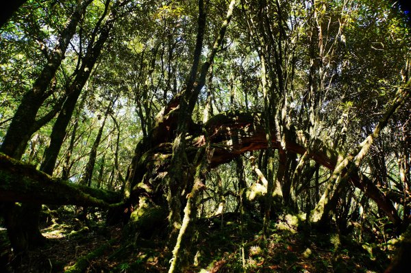 桃園 復興 達觀山、拉拉山3101847
