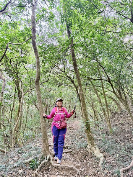 大漢林道登山趣(力里山.具馬奴山.崁頭窩山)  2026.3.283028034