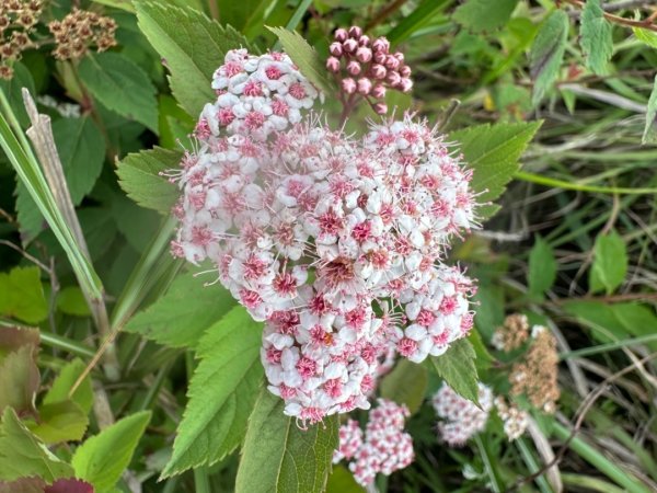 合歡山群峰（南峰、石門山、尖山、東峰）2626655