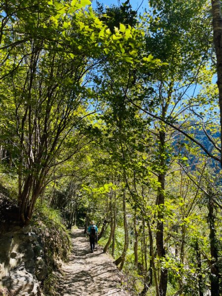 1140825司馬庫斯新巨木園區-司立富瀑布-部落觀景台2871157