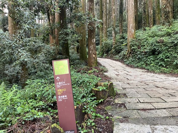 [嘉遊好步道．來嘉走走-04/10] 2024_1011 阿里山頂湖步道2624738