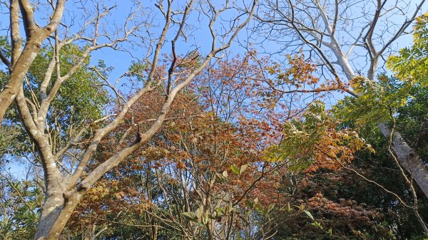 觀音山-百大步道任務2103361