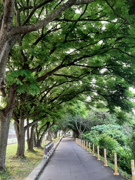 紅樹林生態步道 - 全臺最大的水筆仔森林1334215