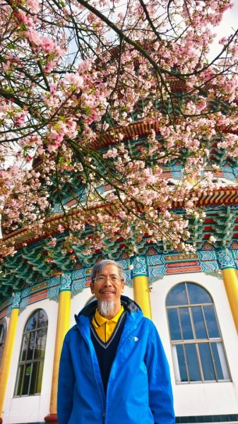 #綠繡眼 訪花 #吉野櫻 #天元宮 #楓樹湖 03162736758