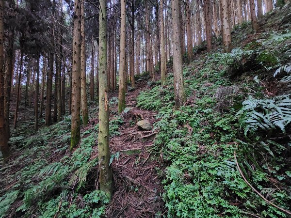 20250105鵝公髻山雲霧步道2726320