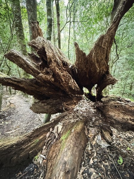 高島P型縱走-夢幻的杉林營地3012446