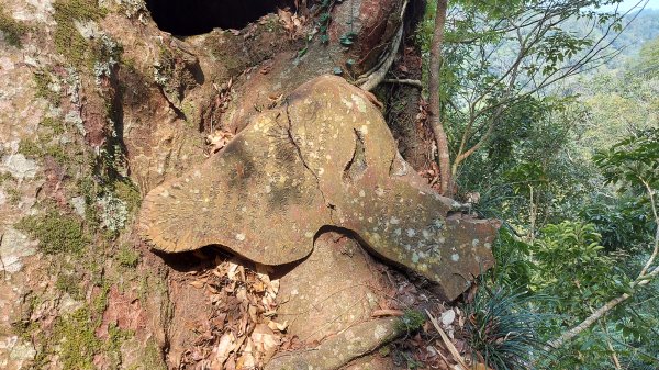 大克山北登山口森林遊樂區起登1332915