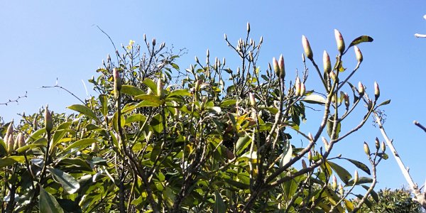 大屯自然公園，菜公坑山，巴拉卡山，逛逛趣1275500