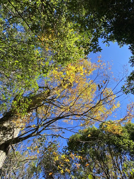 114.11.16 北得拉曼追黃金山毛櫸2937914