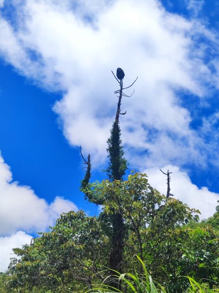 礁溪車站-跑馬古道-迴音谷瀑布-鵲子山2826645