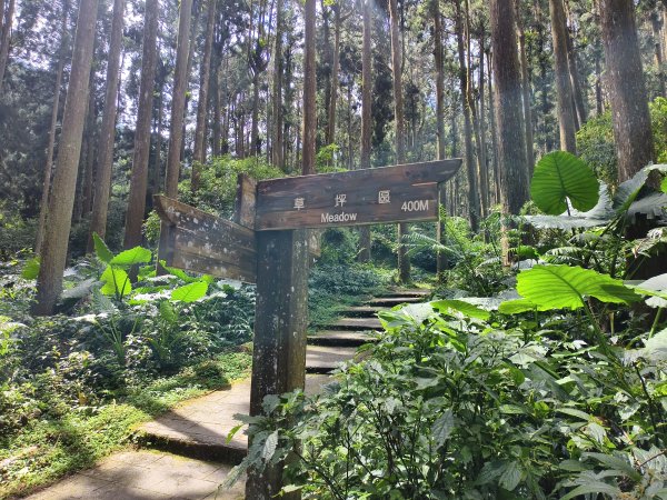[百山百鳥尋旅-05/15] 2025_0830 溪頭賞鳥步道_銀杏步道2875546