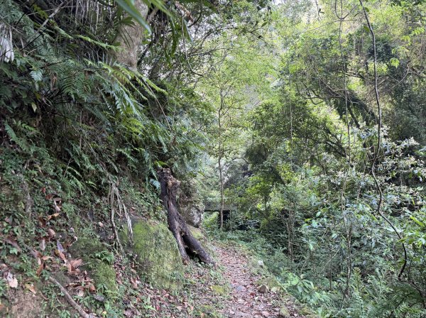 [微笑山線_第八段] 2026_0411 二格山系_西帽子岩3034947