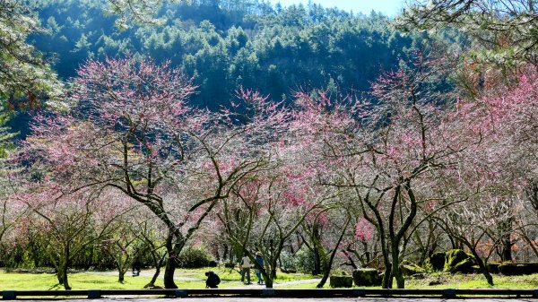 《踏莎行・武陵山櫻》2712464