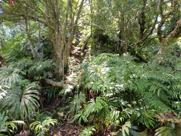 平溪區灰窯山驚險岩稜+司公碗帽山O型2897933