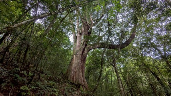 鎮西堡巨木步道群 (B區)2861142