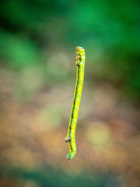 【行腳陽明山】初夏裡蒼翠欲滴的環七星山與百拉卡公路人車分道2188739