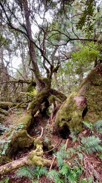 塔魔巴2天1夜來回/復興尖-四稜溫泉2357250