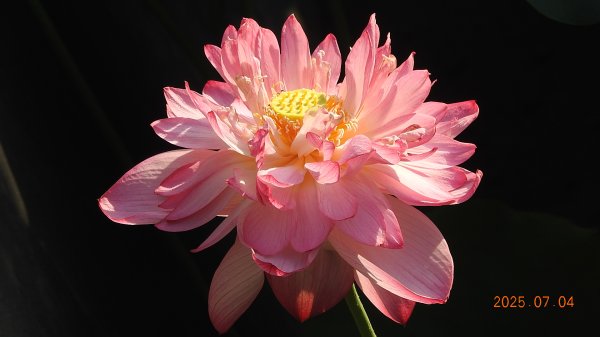 天龍國阿伯的日常-雲山水花鳥蝶 #日出 #牡丹蓮 #香水蓮 #手機拍攝 賞蝶趣 7/42826973