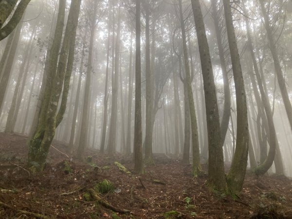 檜山巨木群森林步道2316128