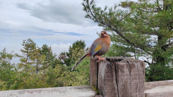 大塔山探勘大塔山最高峰(光頭兄) O繞順走大塔山西峰艱難路線下溪谷 2024年8月11日2569714