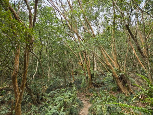 女仍山（小百岳）2752513