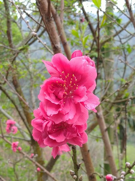 2023-02-26 登嘉南雲峰巧遇草嶺櫻花季2043936