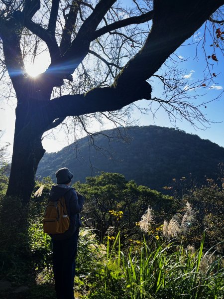 幸福五感森林癒2694322