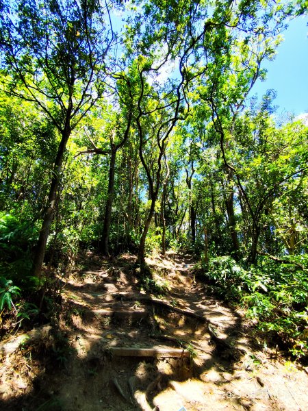 【臺北大縱走 4】大崙頭山北面步道→五指山古道→雙溪溝古道2874373