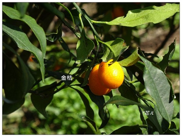 台中/大坑最美5-1步道882419