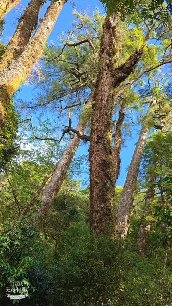 稍來山楓葉2973931