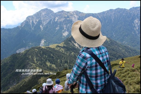 合歡東峰賞玉山杜鵑341054