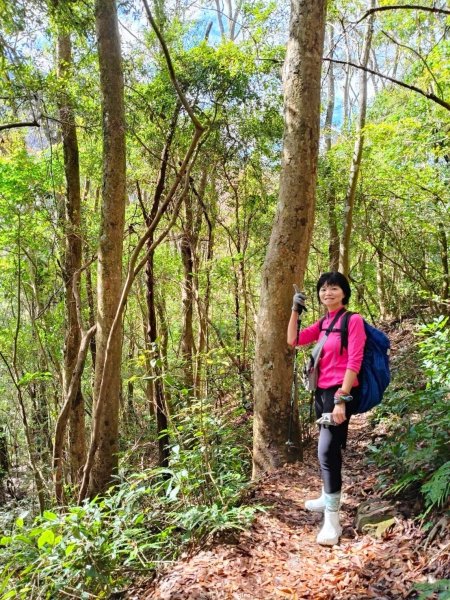 【苗栗泰安】中級山的大霸尖山。 虎山步道2779603