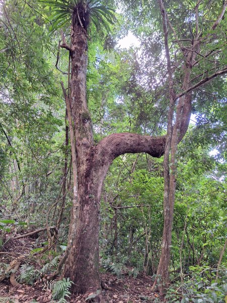 竹東上坪山小O型202409292607382