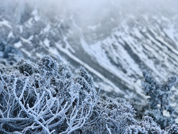 糖霜玉山主峰1556755