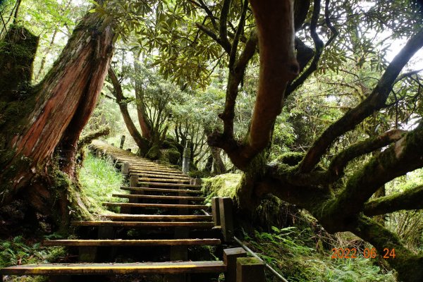 宜蘭 大同 太平山森林遊樂區 檜木原始林步道1743688