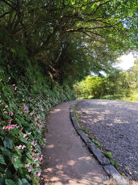 【臺北大縱走1+2】2-1 二子坪步道→面天山向天山步道→梓園(五感體驗場)→面天坪涼亭→大屯山西峰2866831