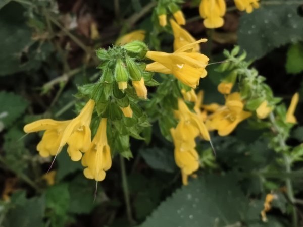 [百山百鳥尋旅-11/15] 2025_0927 大屯主峰-連峰步道_大屯山南峰2899402