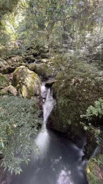 走入清晨19度c的上帝部落>>司馬庫斯(巨木群步道)1767373