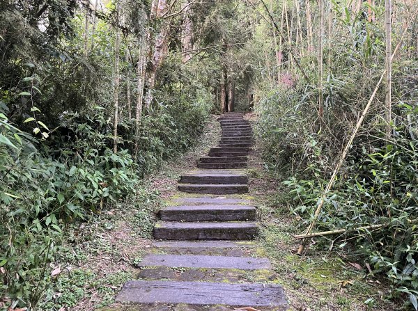 [嘉遊好步道．來嘉走走-04/10] 2024_1011 阿里山頂湖步道2624774