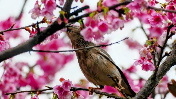 《青玉案・樂活櫻雲照水》2709180