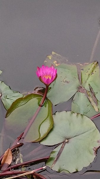 璀璨百年淡蘭古道～崩山坑古道、溪尾寮山、保城坑古道、虎豹潭步道O走1313432